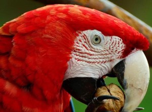 Tipy, jak naučit papouška mluvit