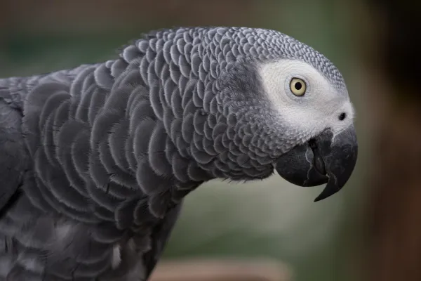 Tips om uw papegaai te leren praten