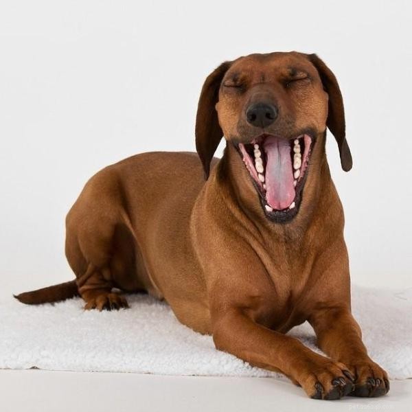 10 tekenen dat uw hond gestrest is