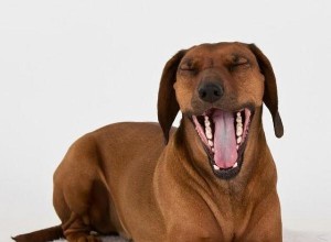10 признаков того, что у вашей собаки стресс