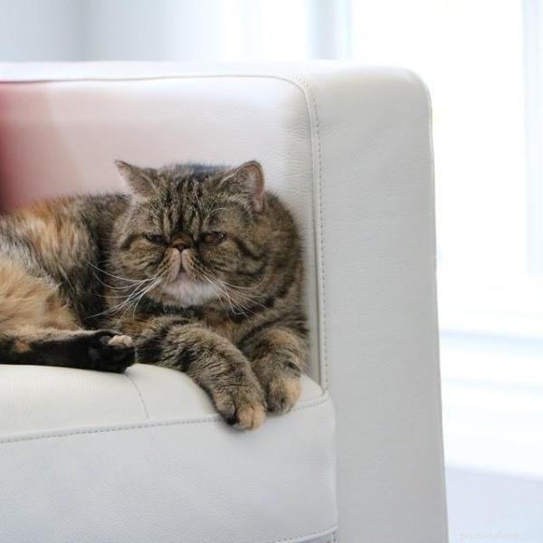 Tips för att hindra en katt från att klia sig i soffan