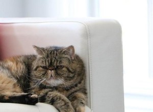 猫がソファを傷つけないようにするためのヒント 
