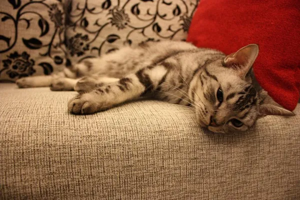 Советы, как не дать кошке поцарапать диван