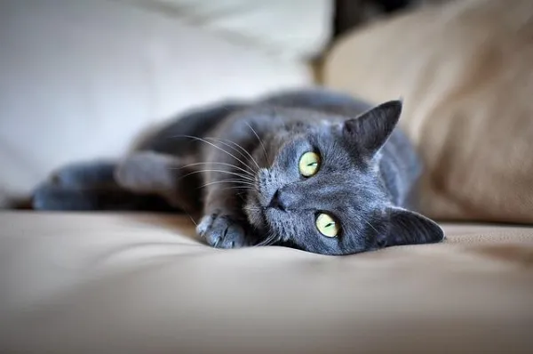 Tips för att hindra en katt från att klia sig i soffan