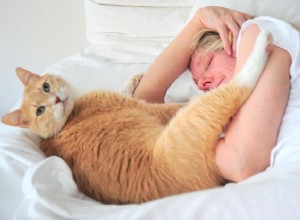 고양이가 아침에 깨우는 이유는 무엇입니까? - 답변 및 솔루션