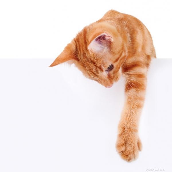 Perché i gatti lanciano oggetti per terra?