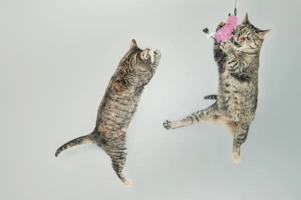 Pourquoi les chats jettent-ils des objets par terre ?