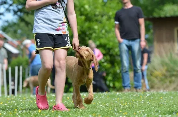 Como treinar seu cachorro para passear sem coleira