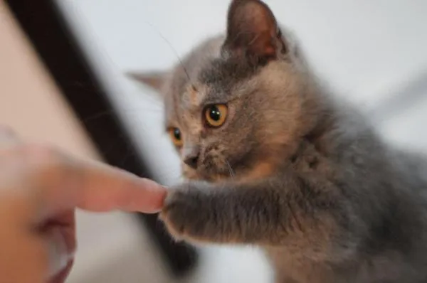 Hoe leer je je kat om zijn poot te geven