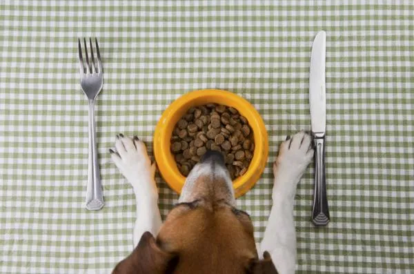 Pourquoi mon chien ne mange-t-il que lorsque je suis là ?