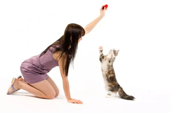 Hur du tränar din katt att ge sin tass