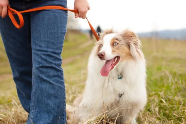 食事の前後に犬を散歩させるべきですか？ 