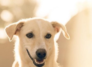 Создайте позитивный распорядок дня для вашей собаки