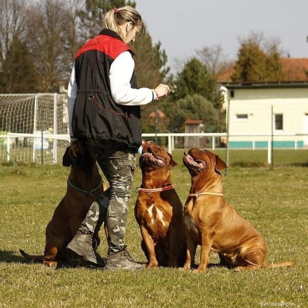 犬の訓練のための最高のテクニック 