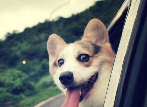 Tipy, jak vyléčit fobii mého psa z aut