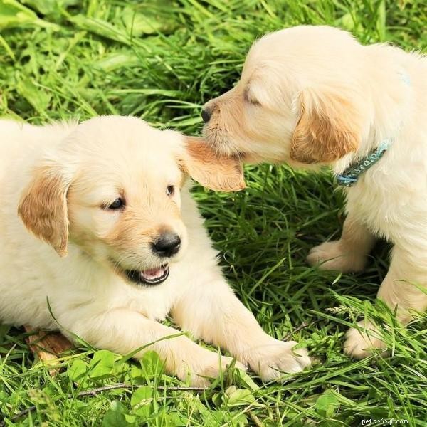 Общение щенков и взрослых собак