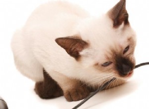 Советы, как отучить кошку грызть провода