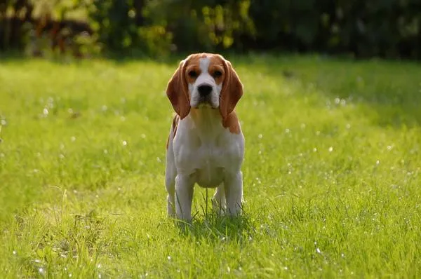 Knep för att träna en Beagle