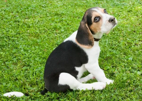 Tricks om een ​​beagle te trainen