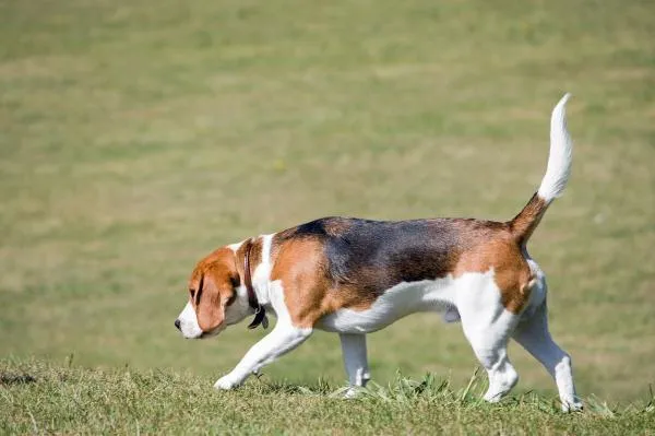 Knep för att träna en Beagle