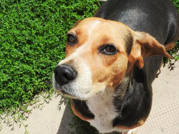 Tricks om een ​​beagle te trainen