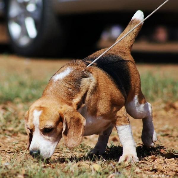 Hur mycket motion behöver beagles?