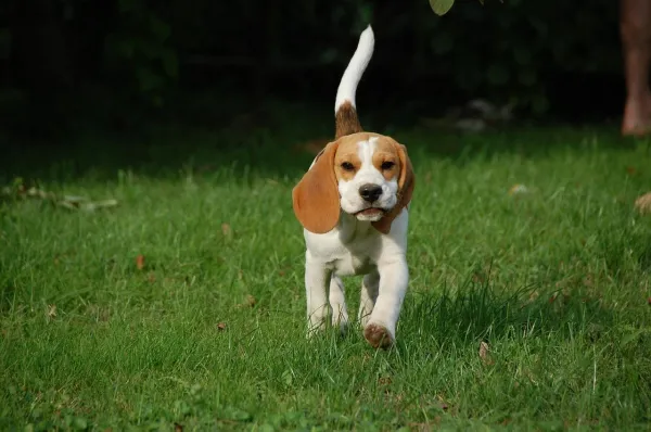 Hoeveel beweging hebben Beagles nodig?