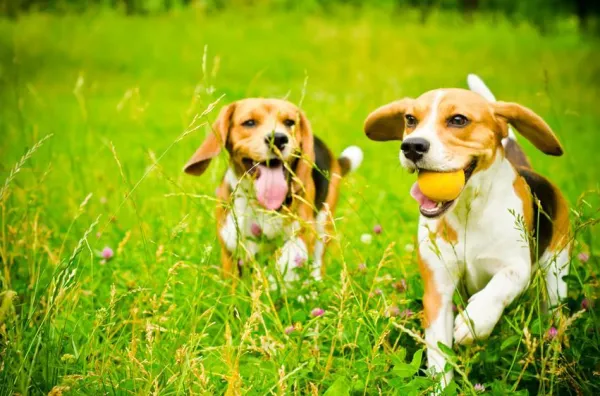 De combien d exercice les beagles ont-ils besoin ?
