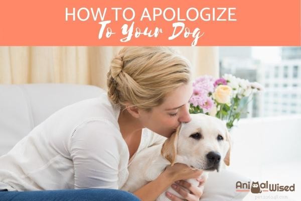 Be om ursäkt till en hund:Vad är det bästa tillvägagångssättet?