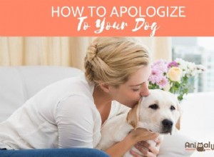 犬への謝罪：最善のアプローチは何ですか？ 