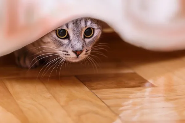 Por que os gatos se escondem em lugares escuros?