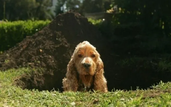 Hur man hindrar en hund från att gräva på gården