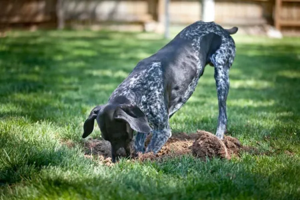 Как отучить собаку копать во дворе