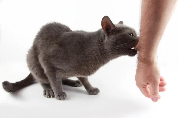 Как научить кошку не кусаться