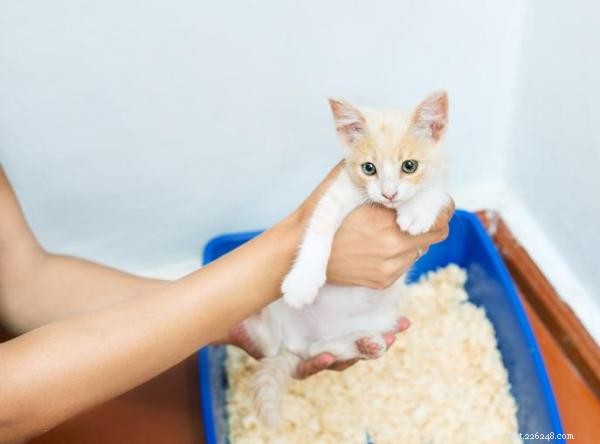 Motivos pelos quais um gato faz cocô fora da caixa de areia - Causas mais comuns!