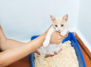 猫がトイレの外でうんちをする理由-最も一般的な原因！ 