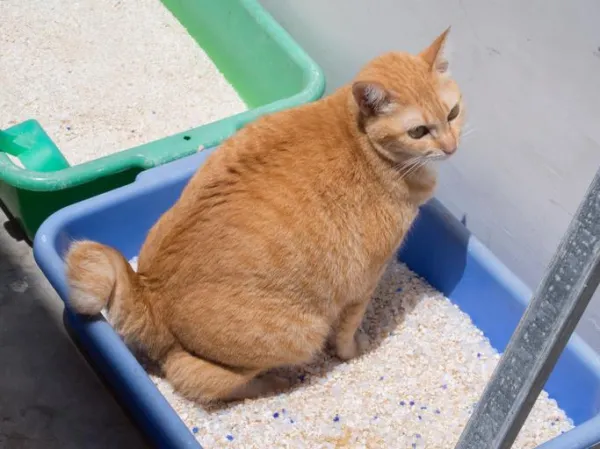 Raisons pour lesquelles un chat fait caca hors de la litière - Causes les plus fréquentes !