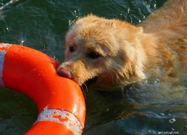 Cani da salvataggio in acqua:eroi a quattro zampe