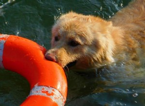 Psi vodní záchranáři:Čtyřnozí hrdinové