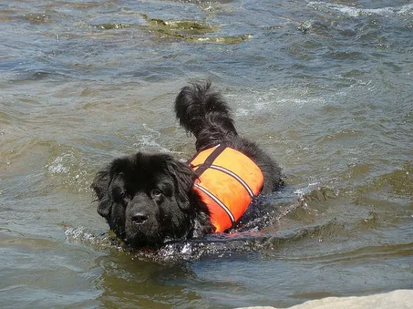 Cães de resgate aquático:Heróis de quatro patas