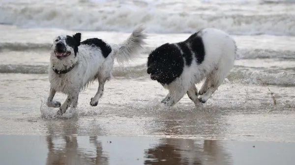 Cães de resgate aquático:Heróis de quatro patas