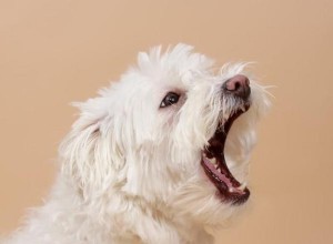 あなたが家にいないときにあなたの犬が吠えるのを止める方法 