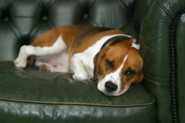 Как отучить собаку карабкаться на диван