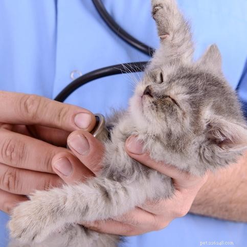 Как показать агрессивную кошку ветеринару:практические решения