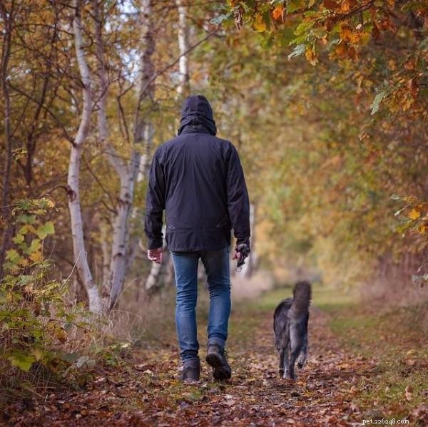 Beste tijd van de dag om met uw hond te wandelen?