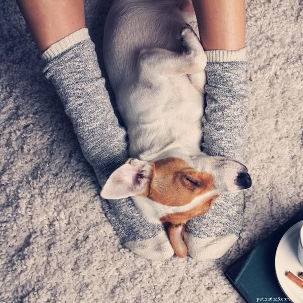 4 exercices de relaxation pour chiens