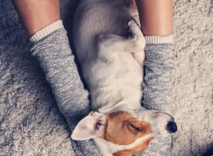 4 relaxační cvičení pro psy