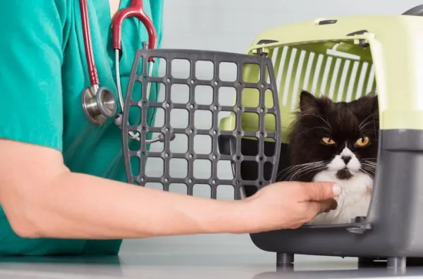 공격적인 고양이를 수의사에게 데려가는 방법 - 실용적인 해결책