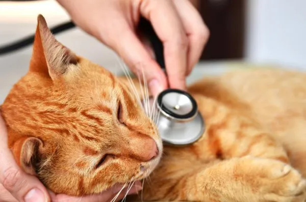 Jak vzít agresivní kočku k veterináři – praktická řešení
