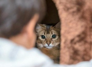なぜ私の猫は私以外の誰からも隠れているのですか？ 